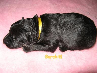 Barchiël, 1 week oud